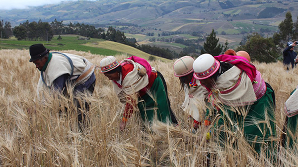  Frente a la crisis: ¡¡agricultura familiar indígena campesina!!