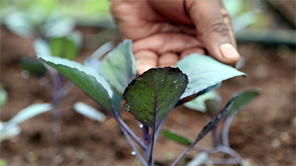  Comunidad de Práctica en Agricultura Familiar y Agroecología