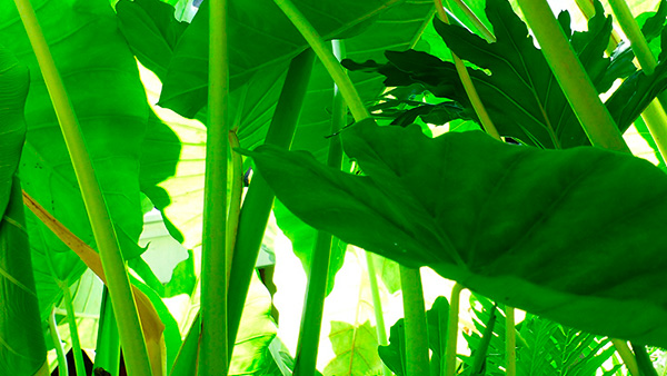  Voces por la Justicia Ambiental