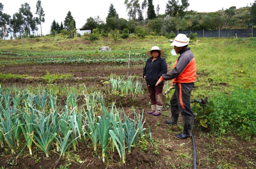  VIDEO: Transición agroecologica en el Pueblo Kichwa Kayambi